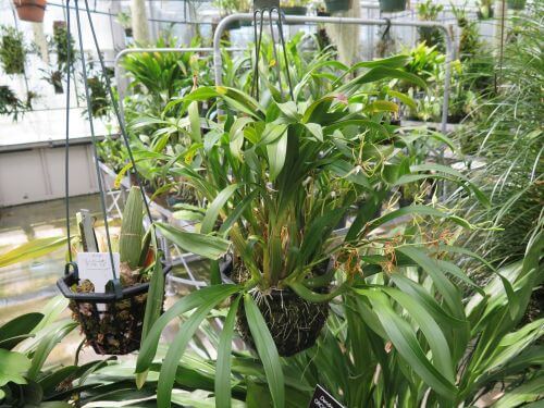 Brassia mexicana (Signata)